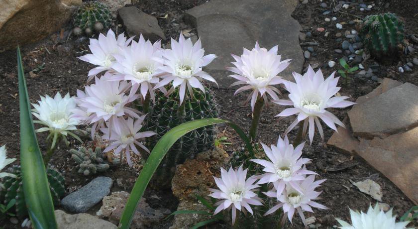 Гостевой дом Flower Поповка